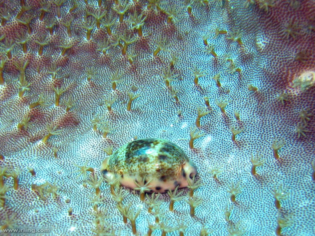 Cypraea felina